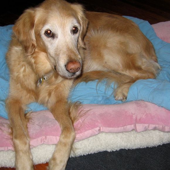 Meet your Posher, Faye - Picture 1 of 1